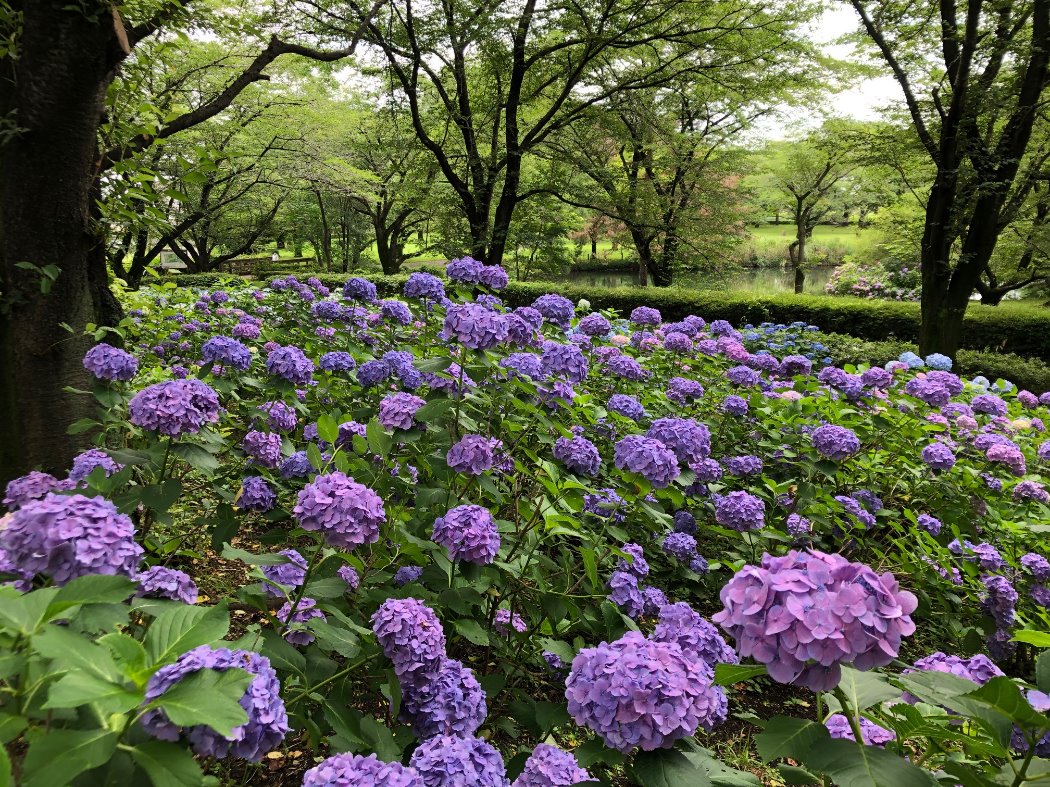 アジサイ園