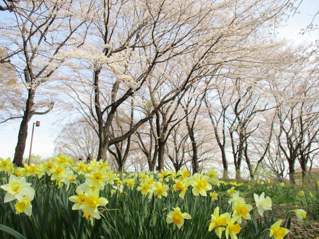 早春の小道