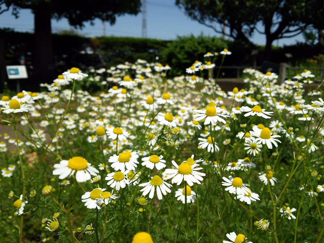 薬草園