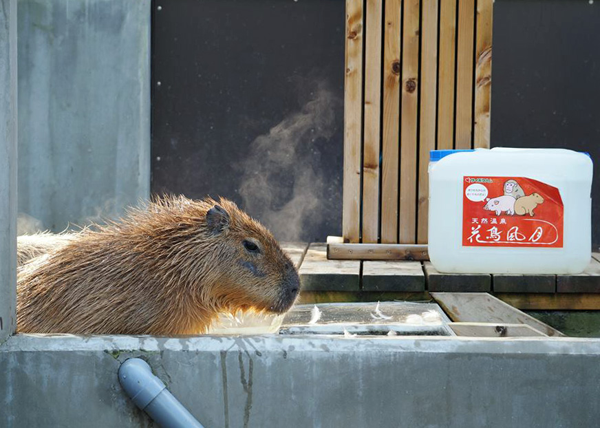 カピバラ温泉