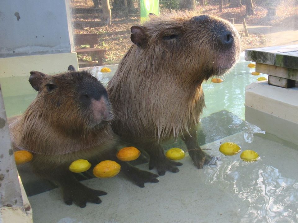 ゆず湯