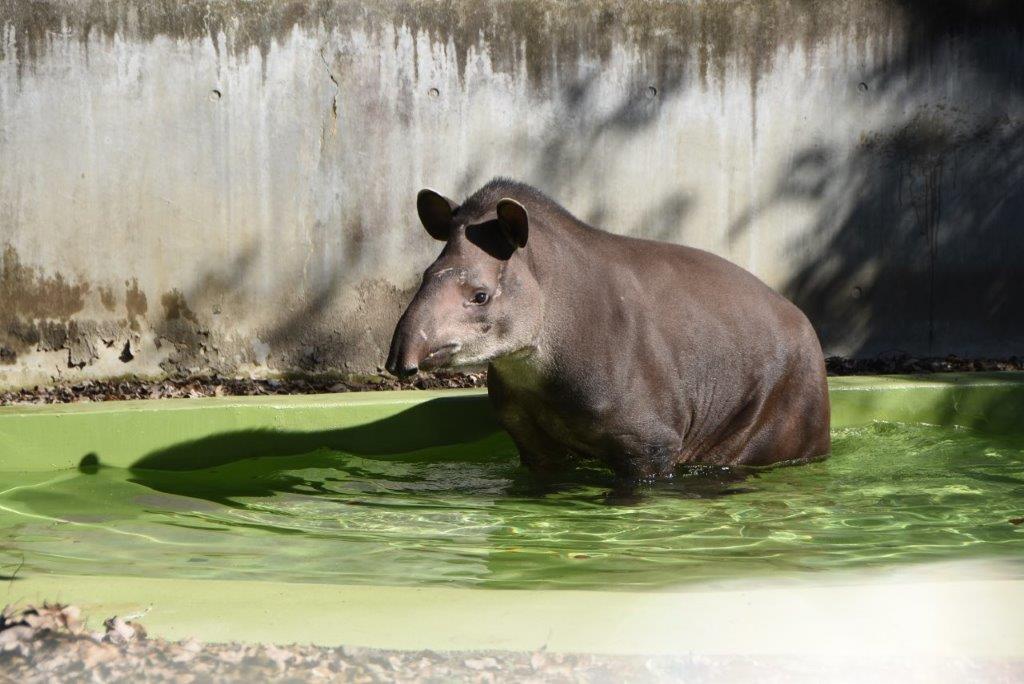 アメリカバク