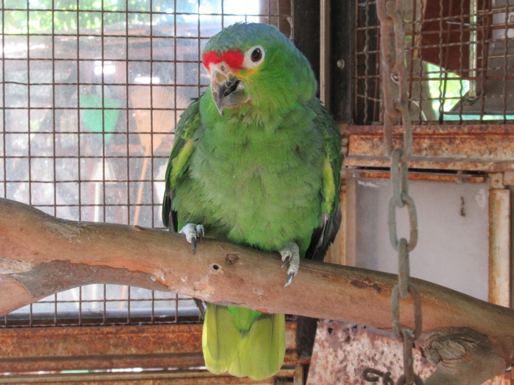 キホウボウシインコ