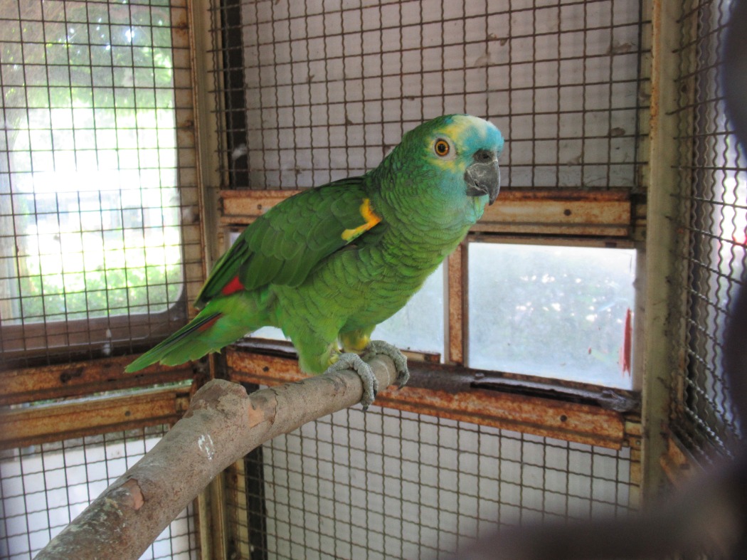 アオボウシインコ