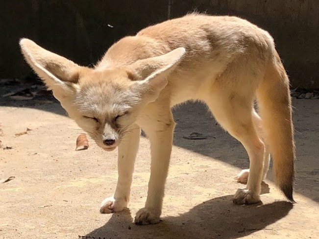 フェネック