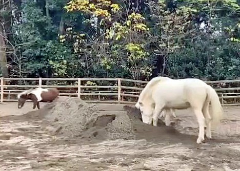 ポニー放飼場の砂の購入