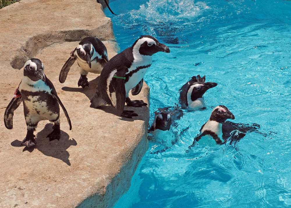 キャプション(編集は画像ボタンから) ケープペンギン
