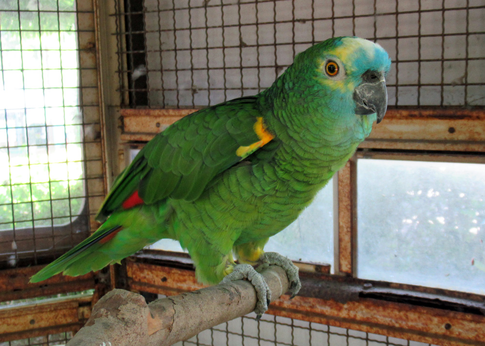 キャプション(編集は画像ボタンから) アオボウシインコ