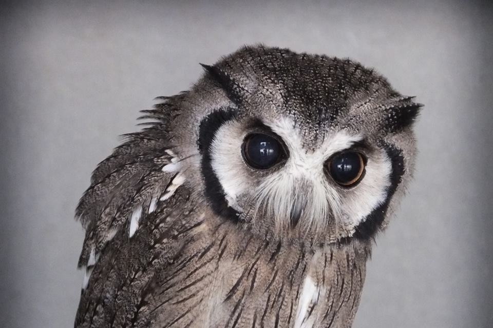 キャプション(編集は画像ボタンから) アフリカオオコノハズク