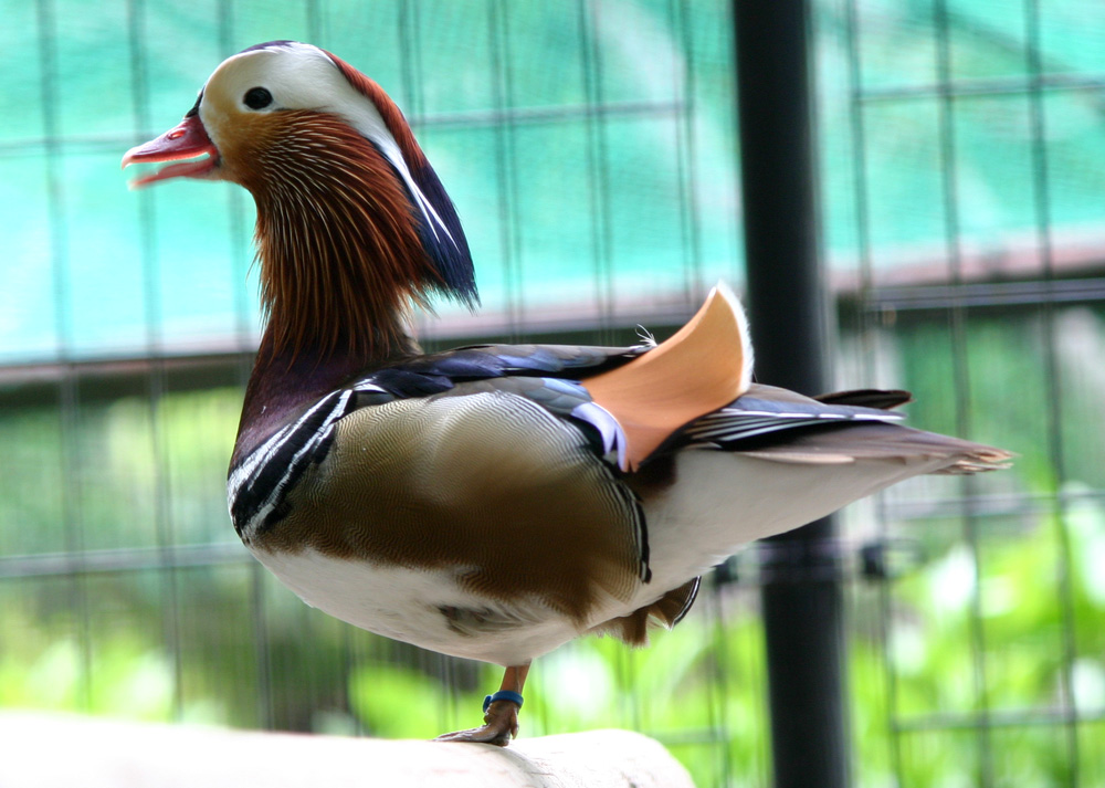 (オス)