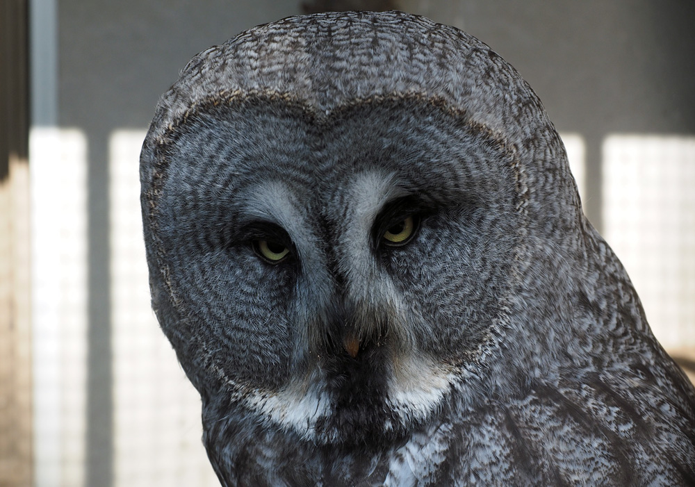 キャプション(編集は画像ボタンから) カラフトフクロウ