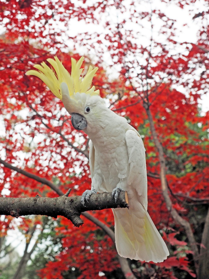 キャプション(編集は画像ボタンから) キバタン