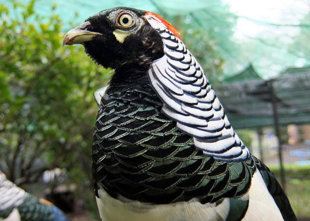 (オス)