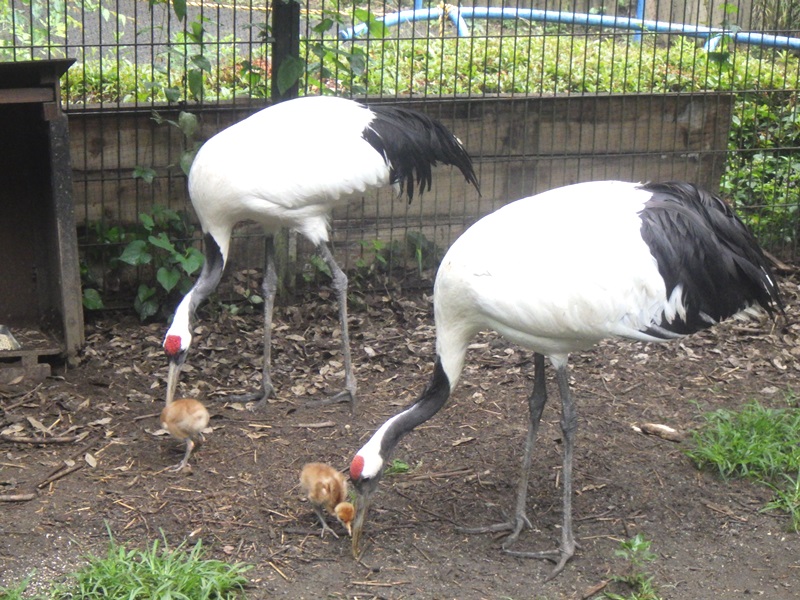 キャプション(編集は画像ボタンから) タンチョウ