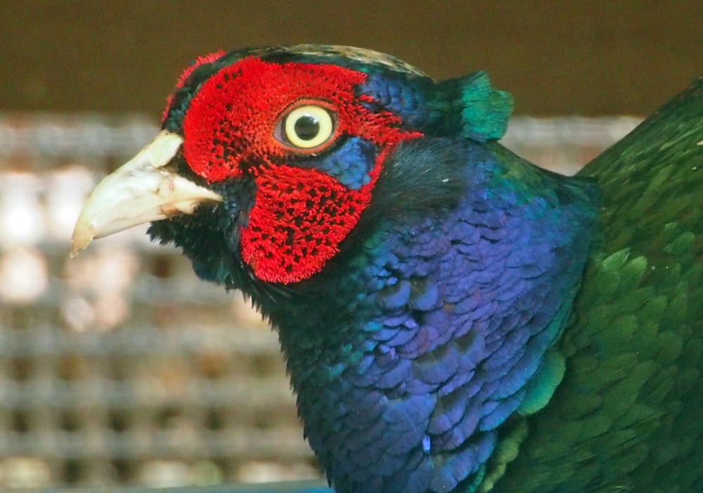 (オス)