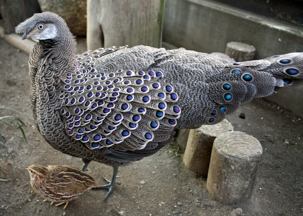 (オス)