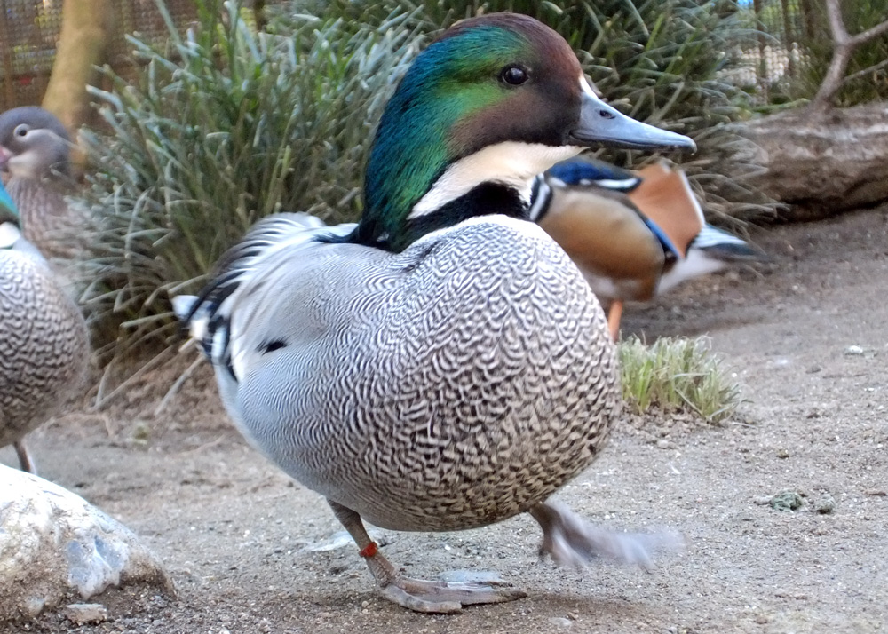 (オス)