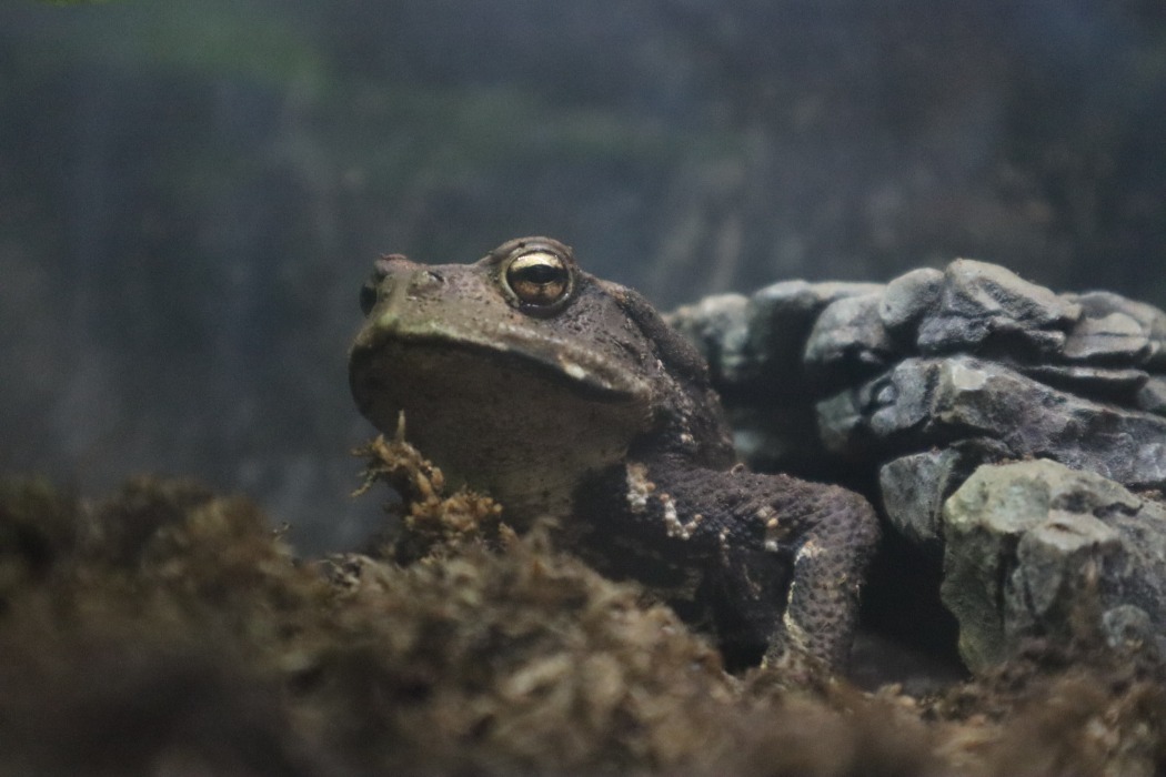 キャプション(編集は画像ボタンから) アズマヒキガエル