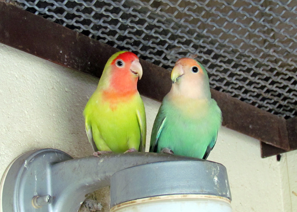 キャプション(編集は画像ボタンから) コザクラインコ