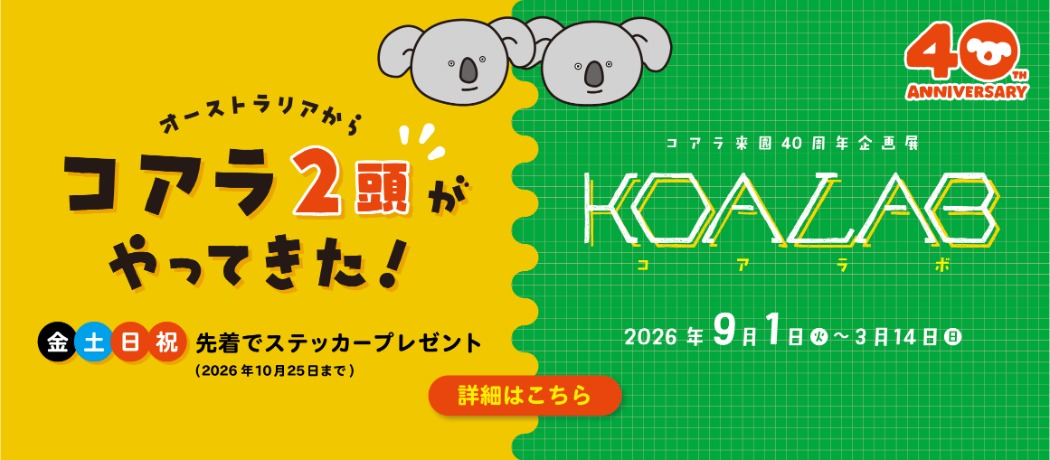 コアラ来園、イベント