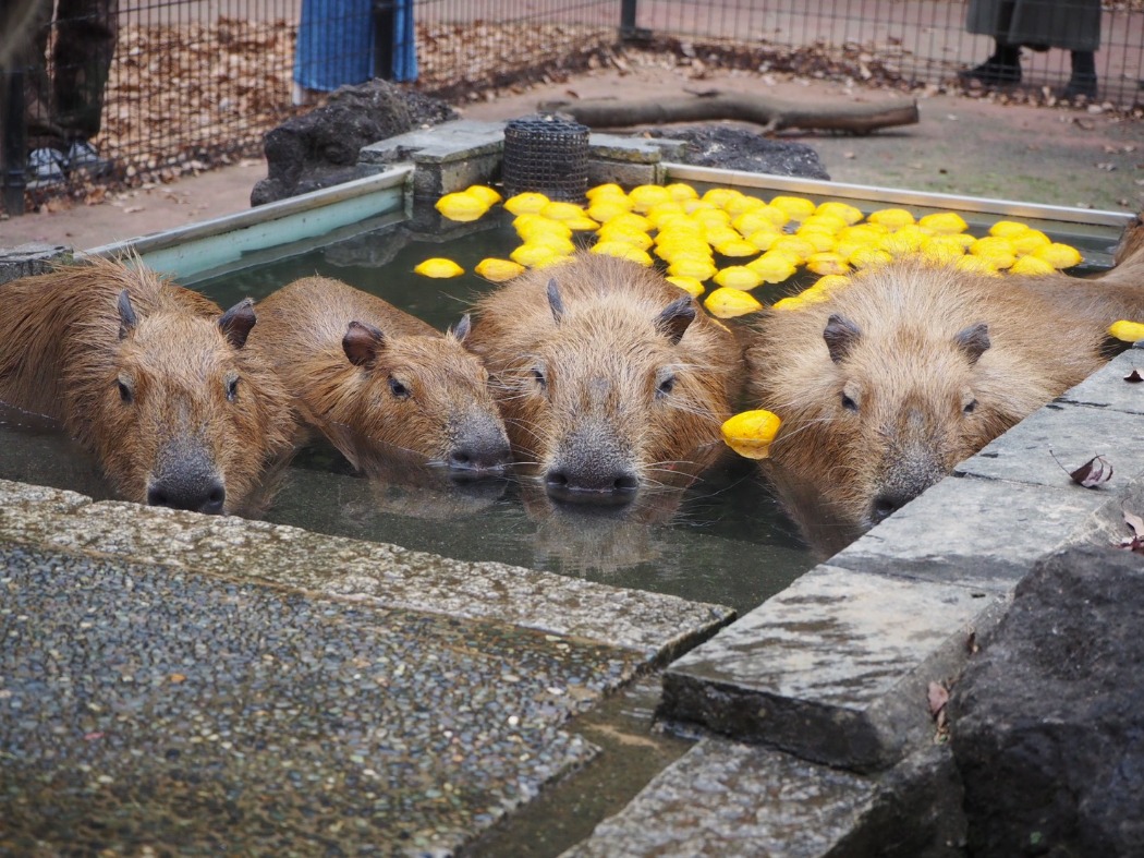ゆず湯でのんびり