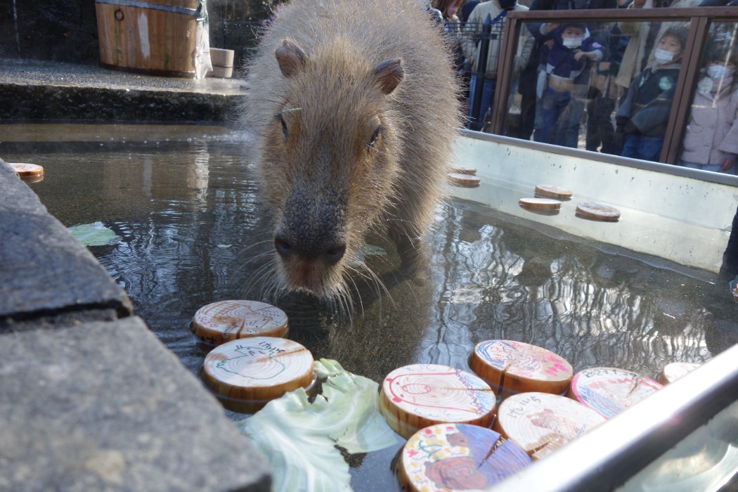 カピバラ温泉に木の板を浮かべたイメージ