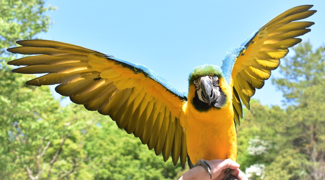 ルリコンゴウインコ