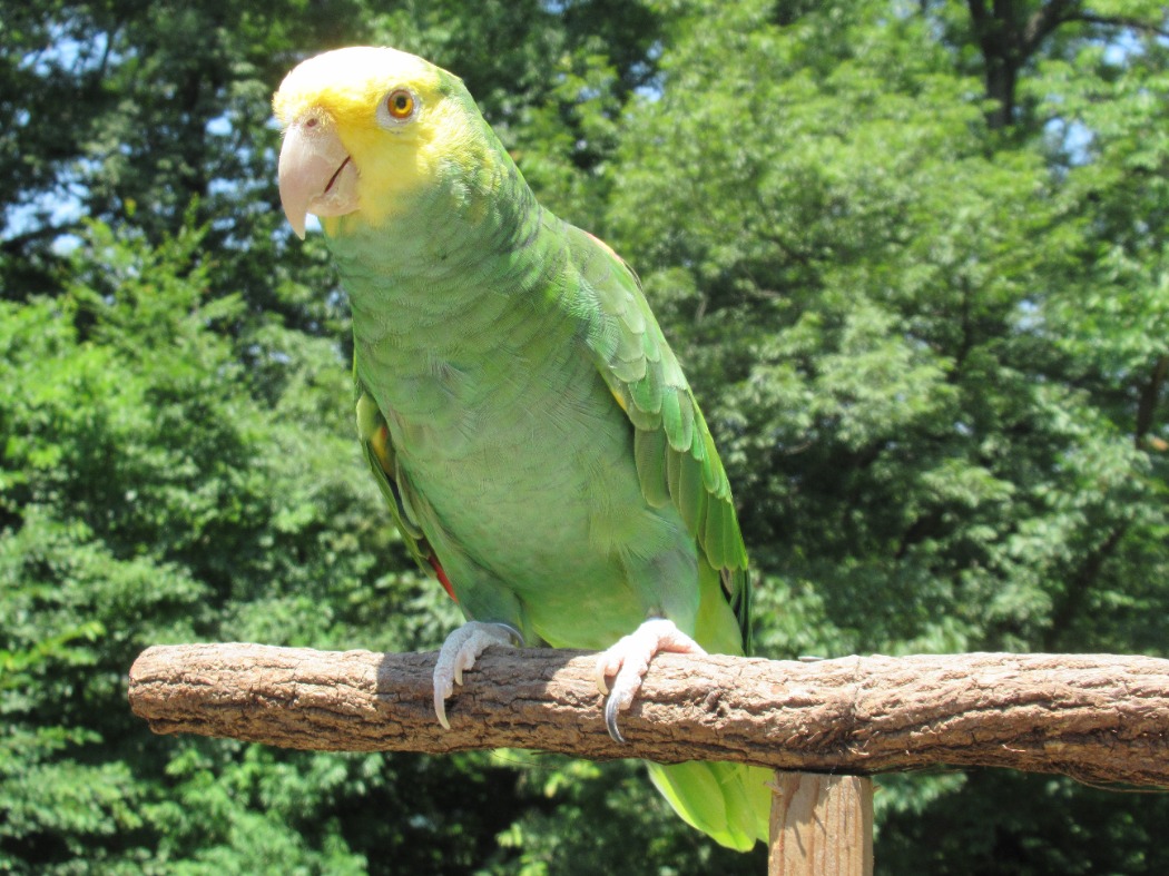 オオキボウシインコ