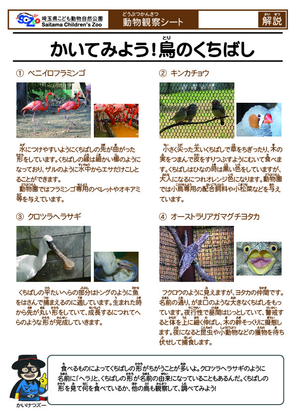 かいてみよう!鳥のくちばし(解説)