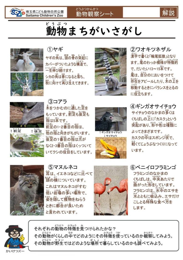 動物まちがいさがし(解説)