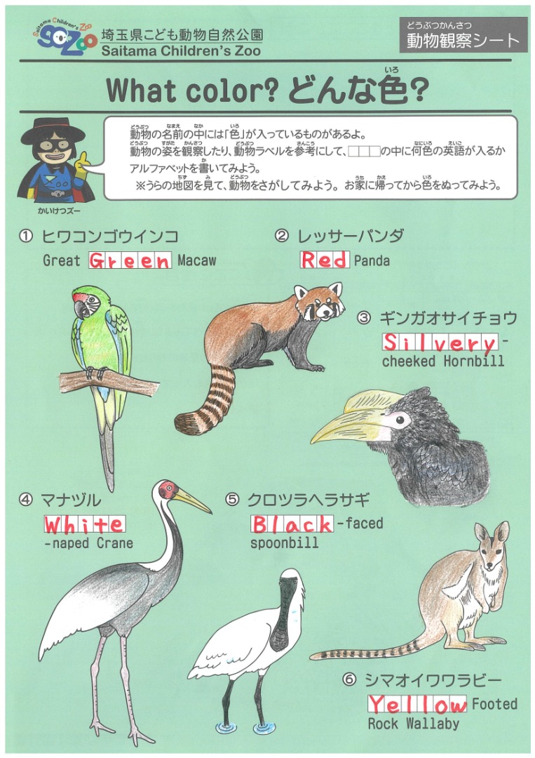 What color?どんな色?