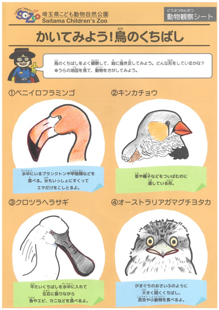 かいてみよう!鳥のくちばし