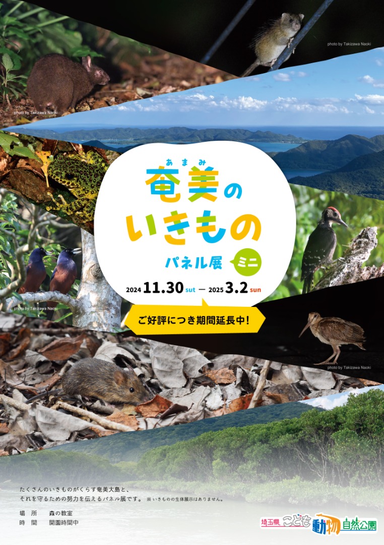 奄美展ポスター