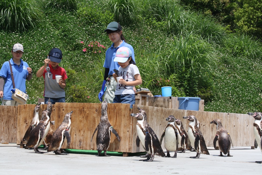 ペンギン給餌