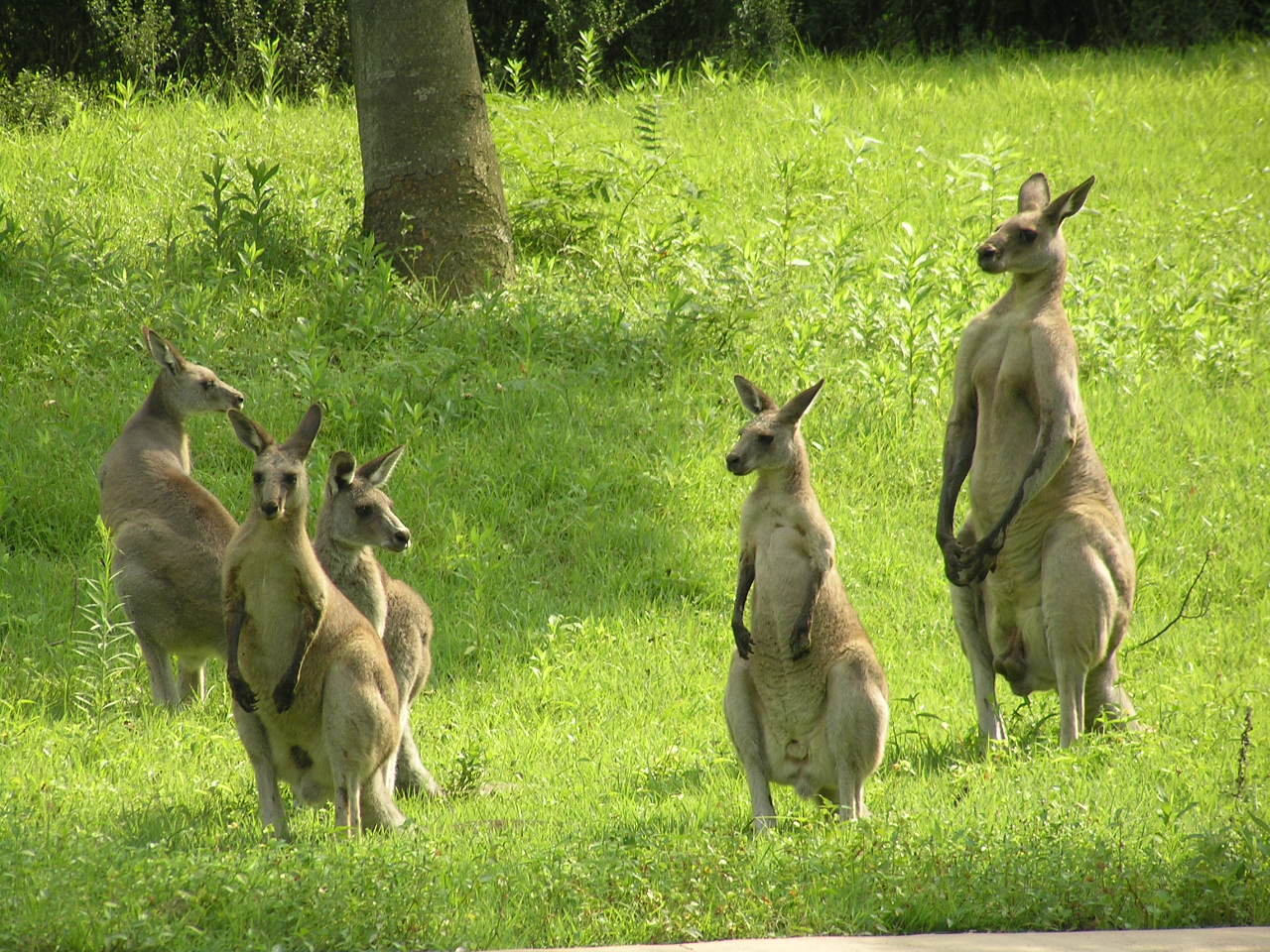 オオカンガルーたち オオカンガルー