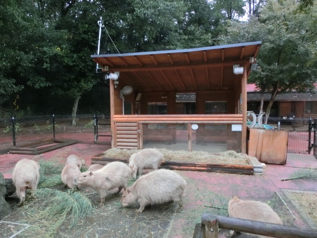 カピバラ・ワラビー広場のようす