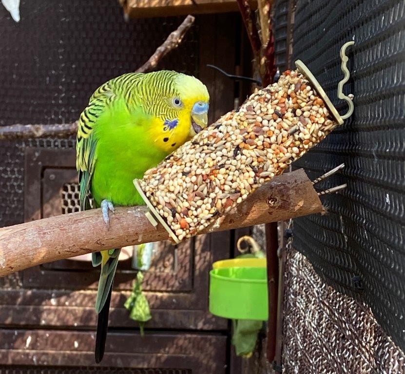 穀物バーを食べるセキセイインコ