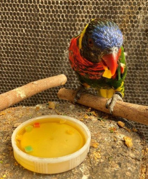 フトフムネアカゴシキ(ドライパパイヤ) ドライパパイヤを食べるフトフムネアカゴシキ