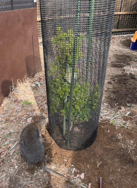 クオッカアイランドの植栽(植栽が少なかったため植えました) クオッカと植栽