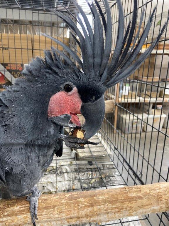 ヤシオウム(ナッツ) ナッツを食べるヤシオウム