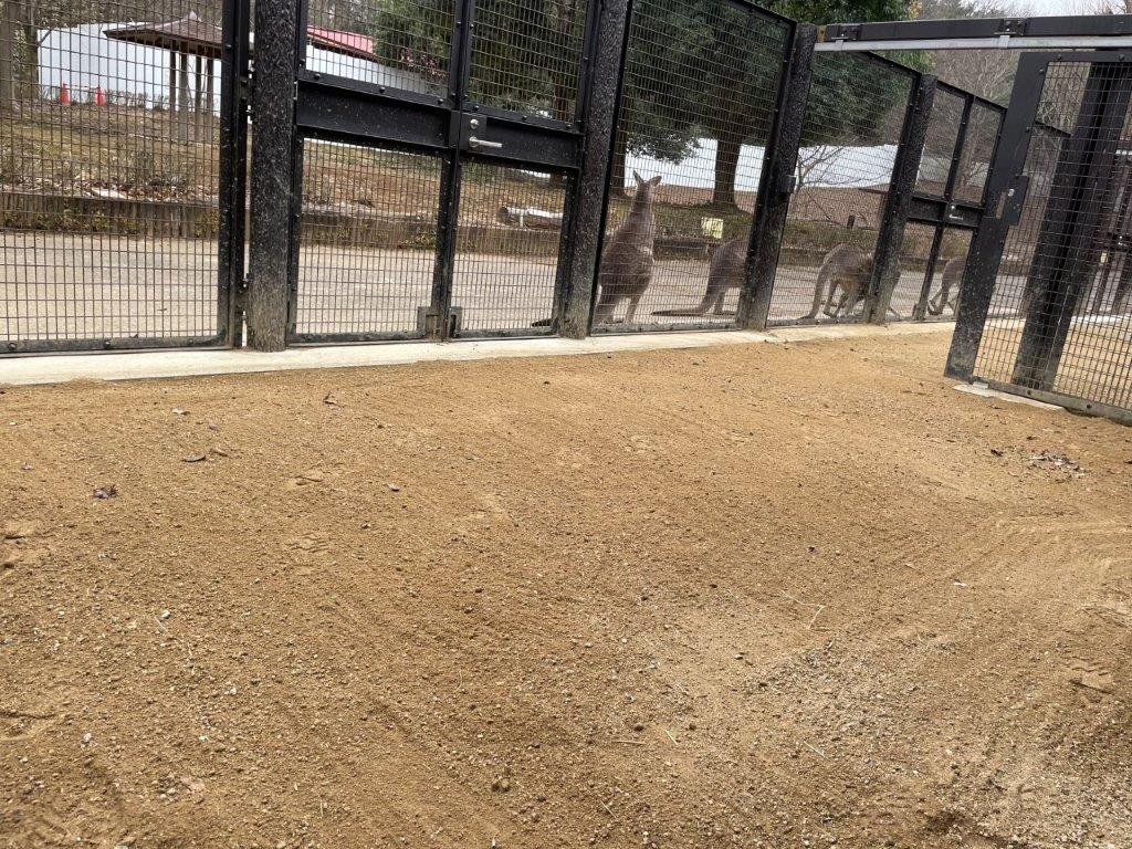 カンガルーコーナー 山砂が足されたカンガルー舎