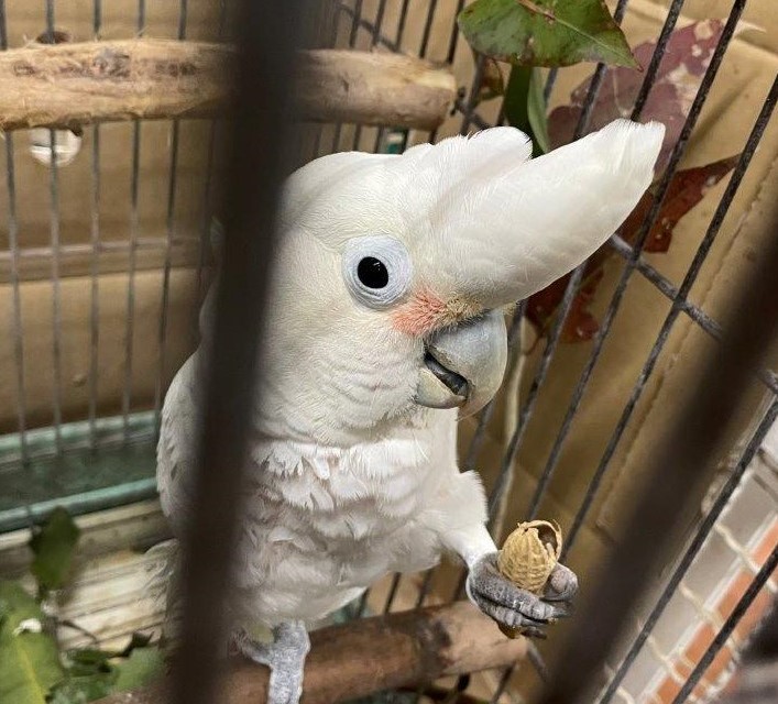 シロビタイムジオウム(ピーナッツ) ナッツを食べるシロビタイムジオウム