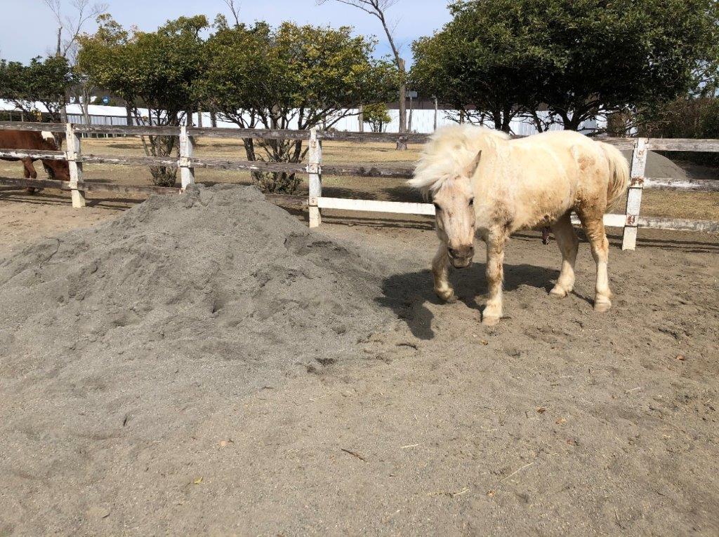 砂が追加されたポニー放飼場4