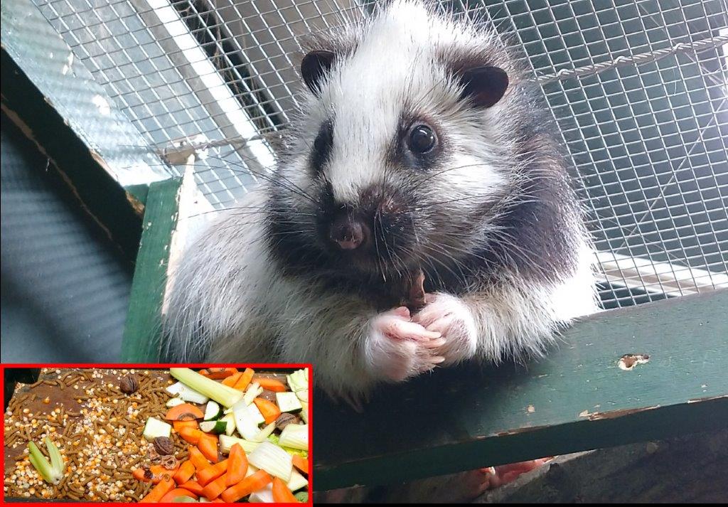 ウスイロホソオクモネズミ(クルミ) クルミを食べるウスイロホソオクモネズミ