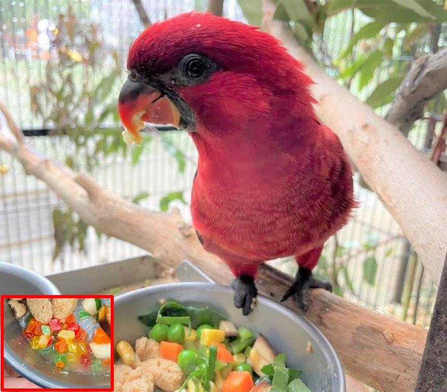 ベニインコ(ドライパパイヤ) ベニインコ
