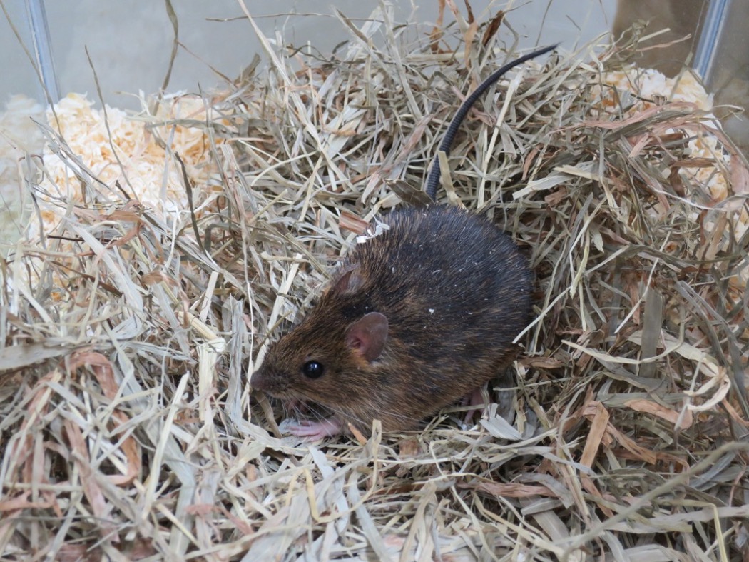 アマミトゲネズミ