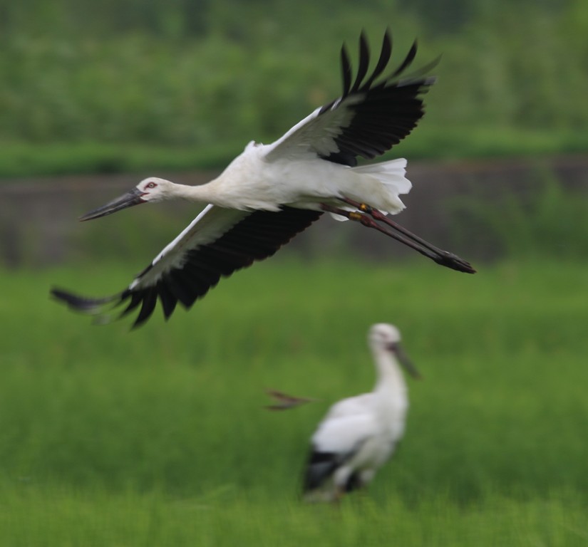 コウノトリ