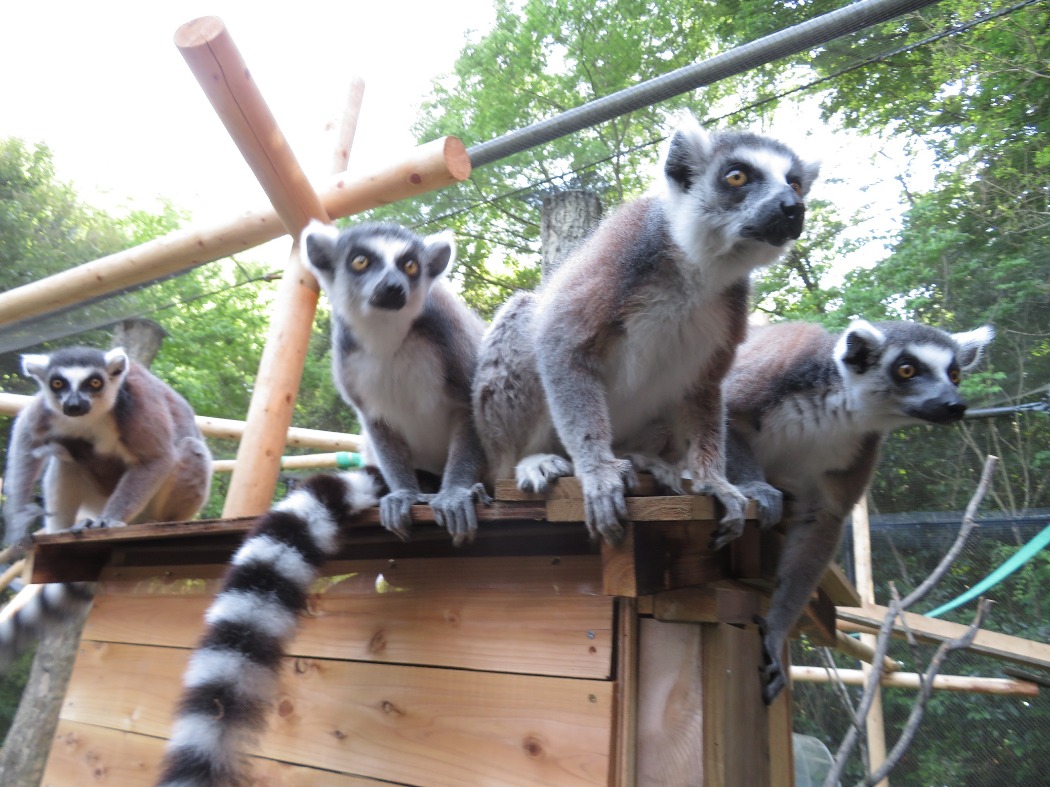 キツネザル:放飼場内に、隔離にも使える小屋の作成