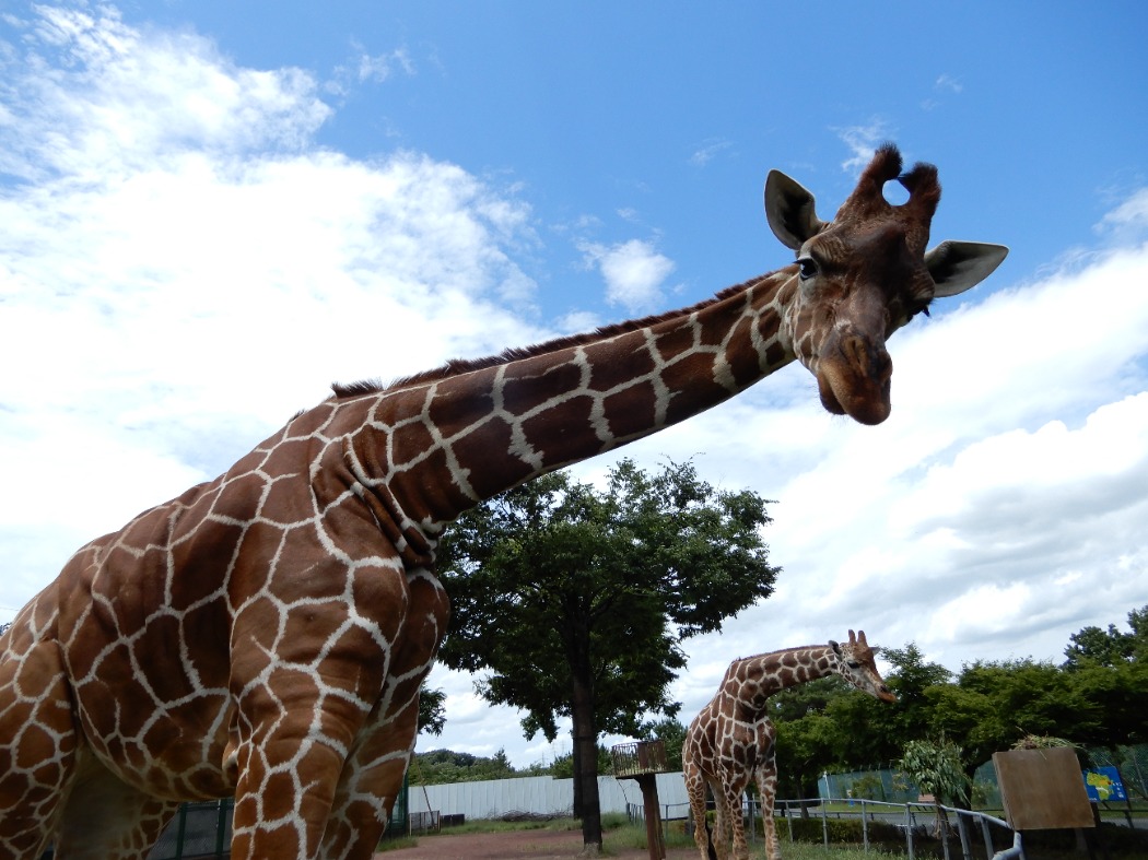 キリン:放飼場に蹄管理の砂の搬入