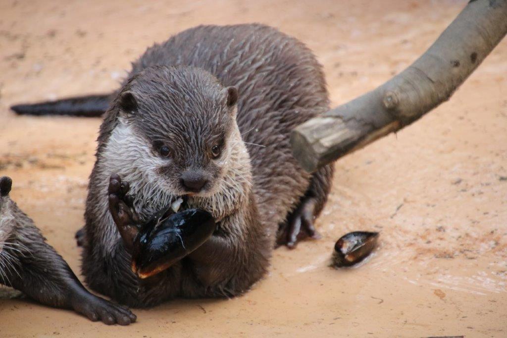 コツメカワウソにムール貝を給餌 ムール貝を食べるコツメカワウソ